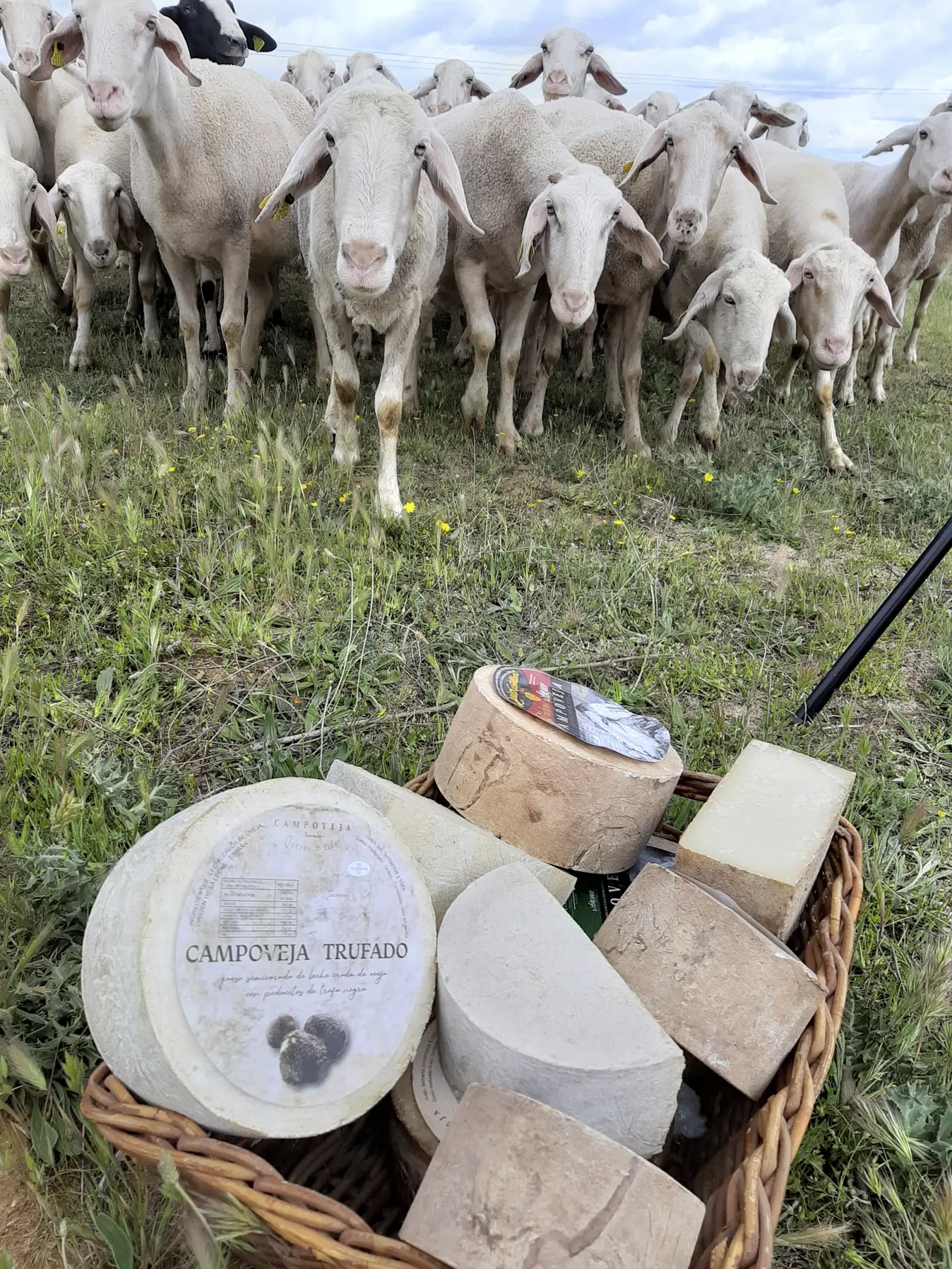 HEREDEROS DE FELIX SANZ, S.L. - Tierra de Sabor